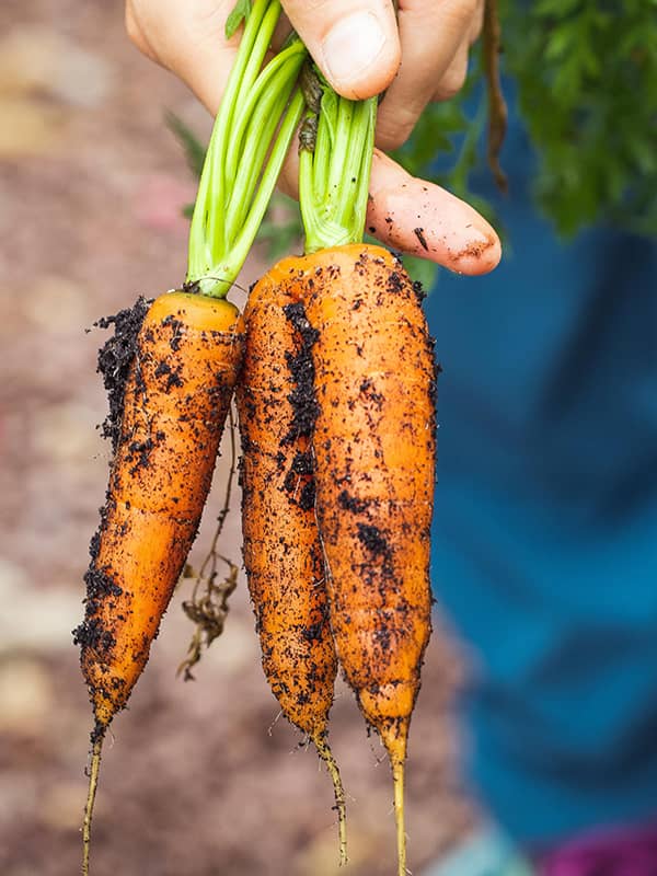 imagen comida | Ecofood
